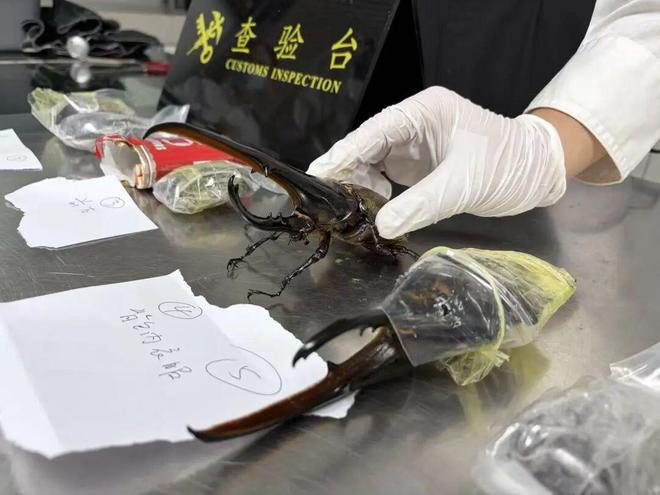 世界杯一鸣惊人!18岁边锋引米兰关注,伊布力荐,罗马竞争